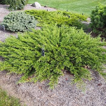 Можжевельник казацкий Juniperus sabina 'Monna'